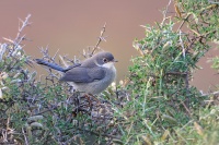 Penice belohrdla - mladý pták - Kreta 6830